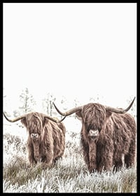 Two highland cows with long horns in frosty landscape-6