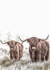 Two highland cows with long horns in frosty landscape-7