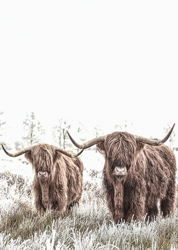Two highland cows with long horns in frosty landscape-12