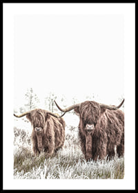 Two highland cows with long horns in frosty landscape-0
