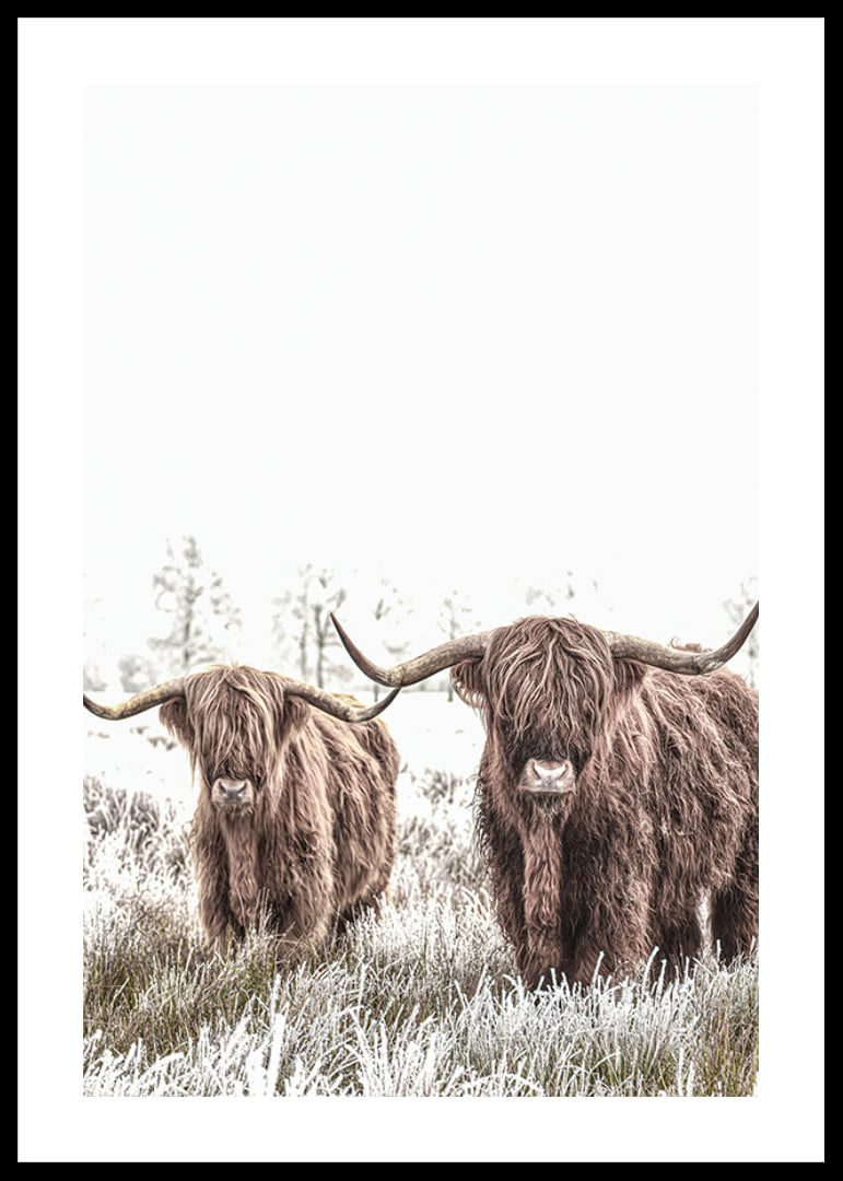 Two highland cows with long horns in frosty landscape-12
