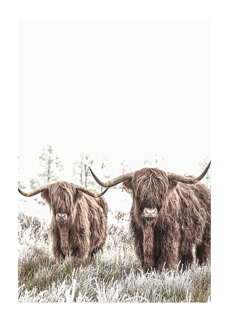 Two highland cows with long horns in frosty landscape-12
