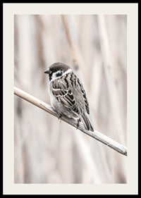 Photographic close-up of willow finch on thin branch, beige background-2