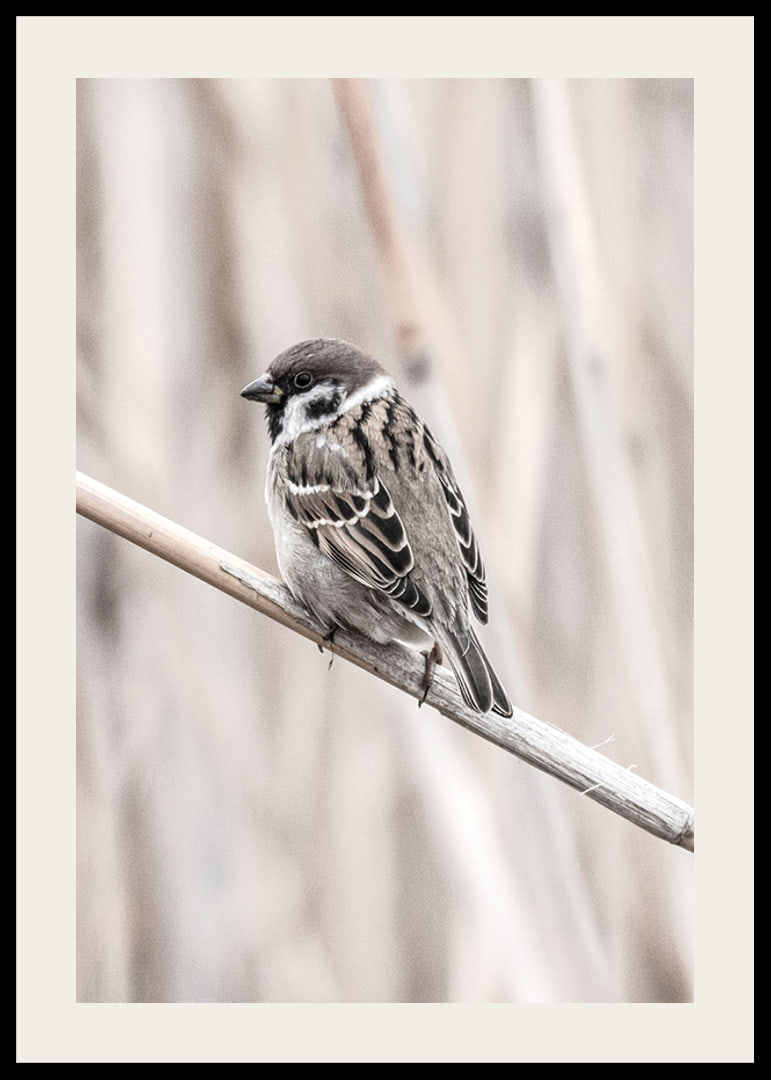 Photographic close-up of willow finch on thin branch, beige background-12