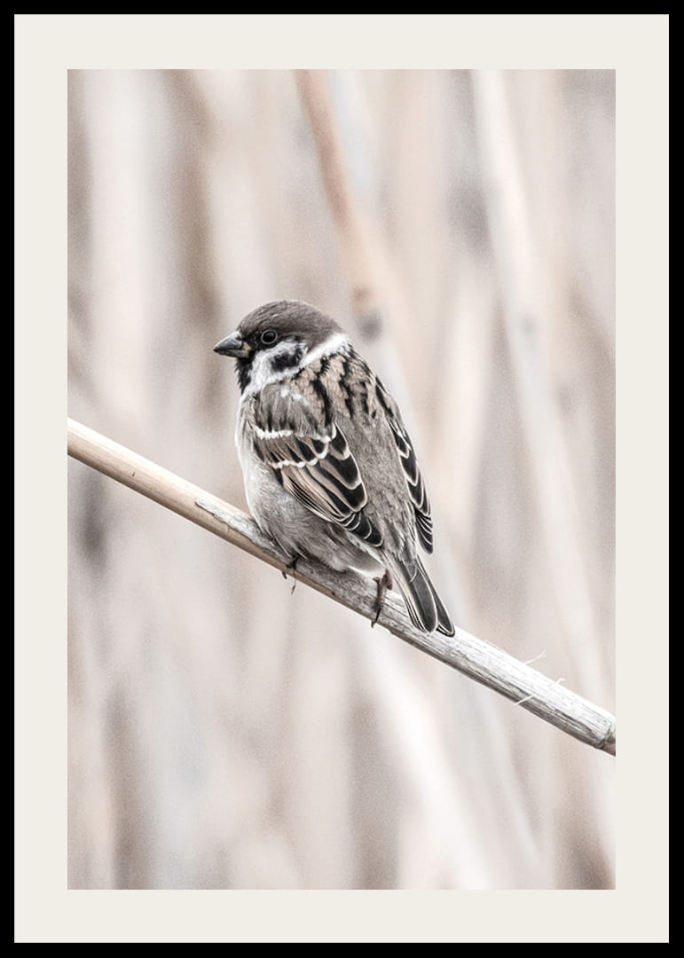 Fűzpinty közeli felvétele vékony ágon, bézs háttérrel-12