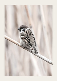 Photographic close-up of willow finch on thin branch, beige background-3