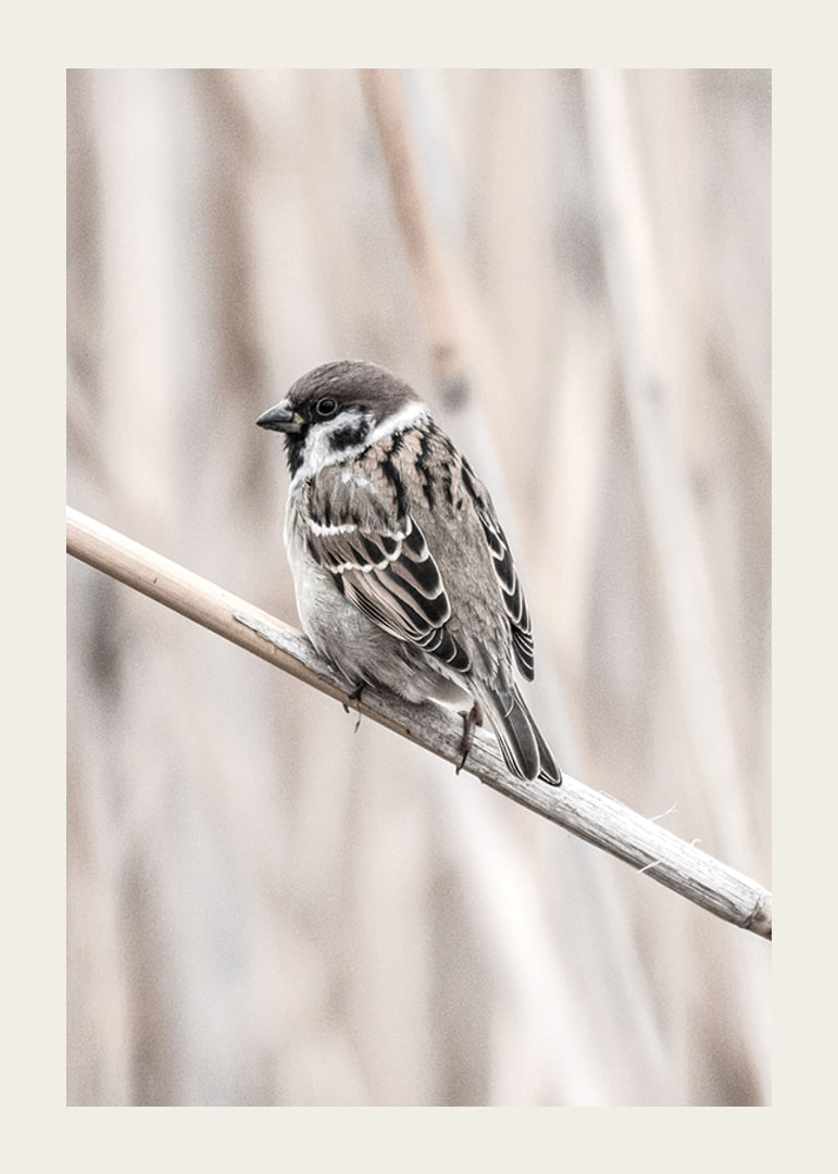Photographic close-up of willow finch on thin branch, beige background-12