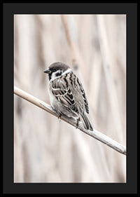 Photographic close-up of willow finch on thin branch, beige background-4