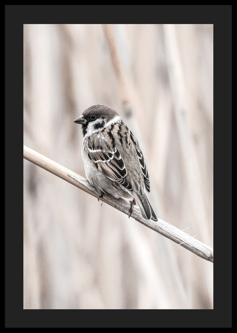 Photographic close-up of willow finch on thin branch, beige background-12