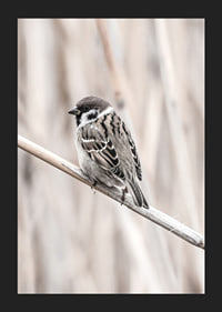 Photographic close-up of willow finch on thin branch, beige background-5