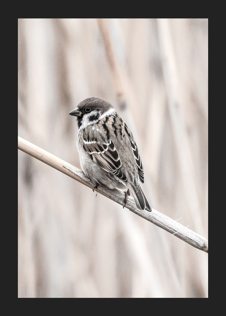 Photographic close-up of willow finch on thin branch, beige background-12