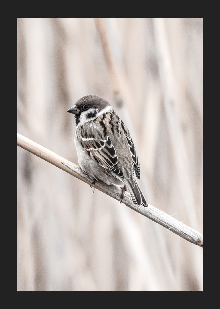 Fűzpinty közeli felvétele vékony ágon, bézs háttérrel-12