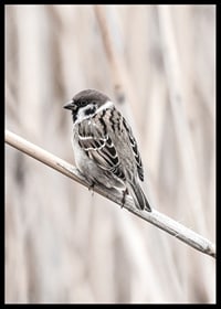 Photographic close-up of willow finch on thin branch, beige background-6