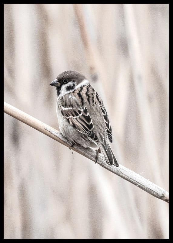 Photographic close-up of willow finch on thin branch, beige background-12