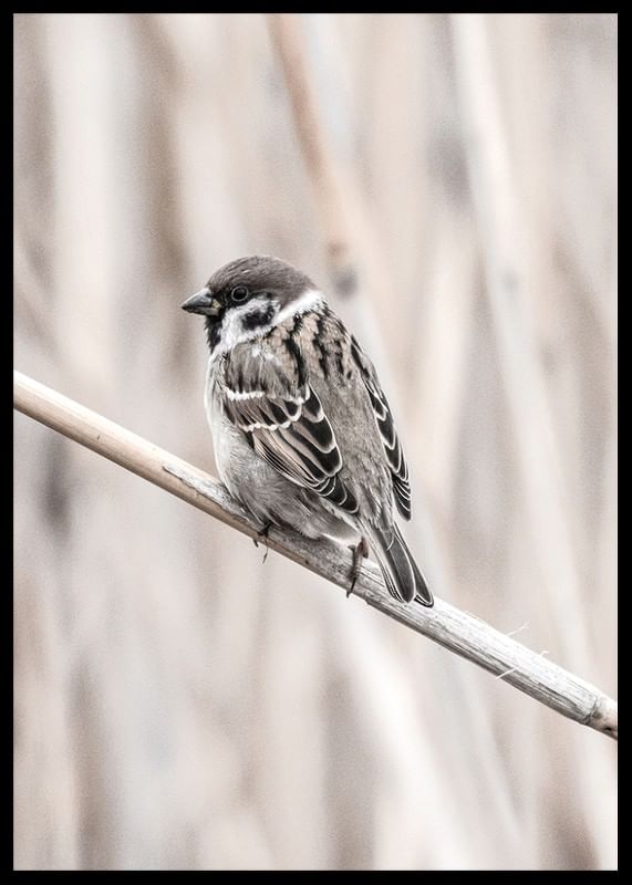 Tree Sparrow-12