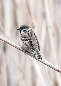 Photographic close-up of willow finch on thin branch, beige background-7