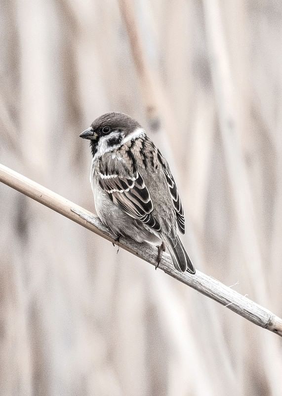 Tree Sparrow-12