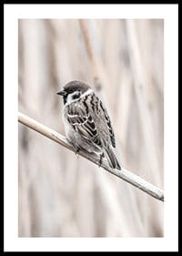 Photographic close-up of willow finch on thin branch, beige background-0