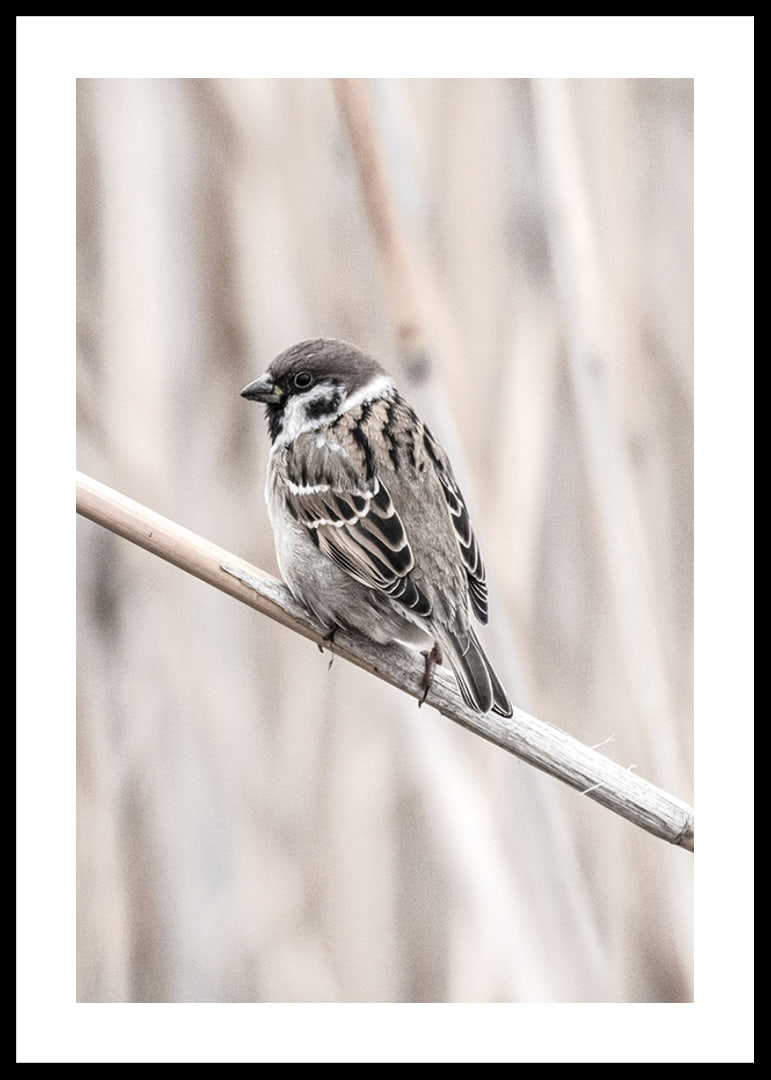 Photographic close-up of willow finch on thin branch, beige background-12
