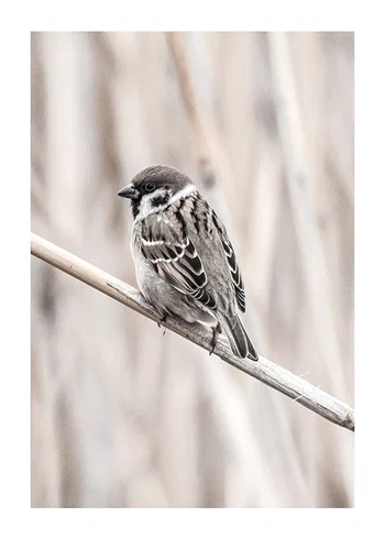 Poster Tree Sparrow