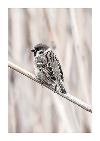 Affiche Tree Sparrow