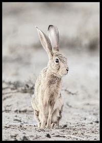 Hare Up Close-2