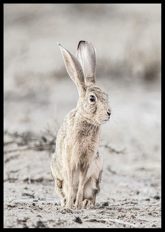 Hare Up Close-12