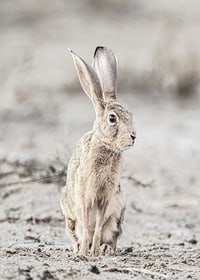 Närbild av hare med stora öron i ljusa, beige toner-7