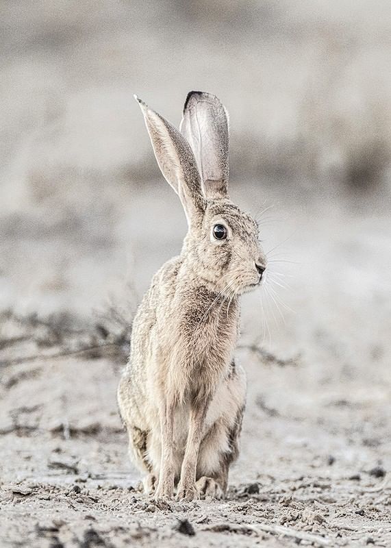 Hare Up Close-12