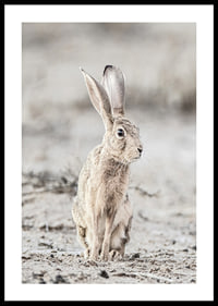 Närbild av hare med stora öron i ljusa, beige toner-0