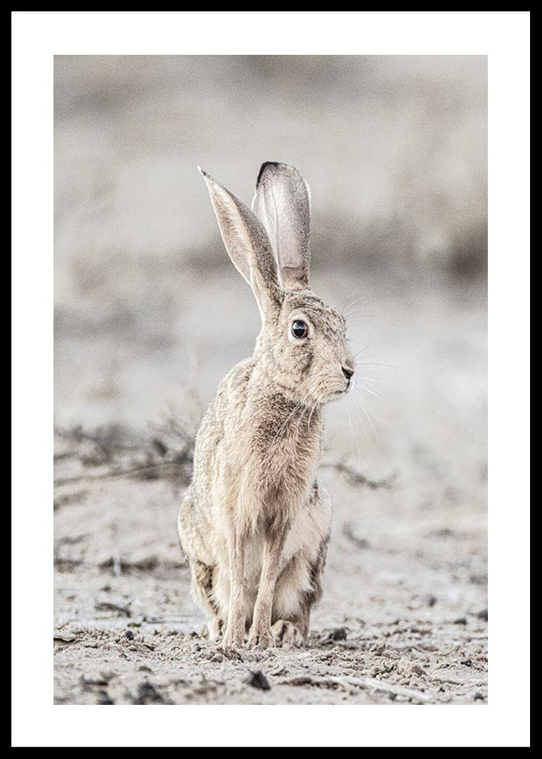 Närbild av hare med stora öron i ljusa, beige toner-12