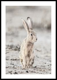 Hare Up Close-0