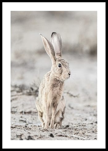 Poster Hare Up Close