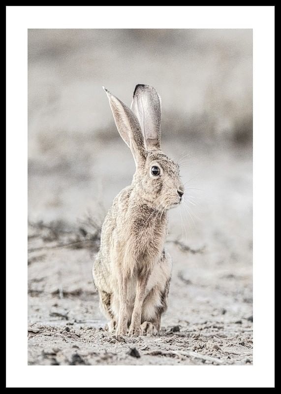 Hare Up Close-12