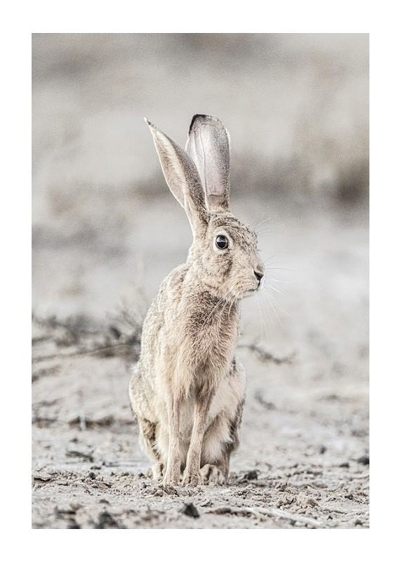 Hare Up Close-12