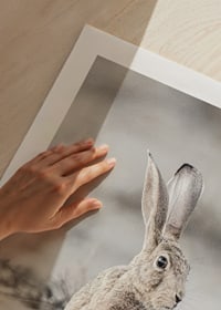 Närbild av hare med stora öron i ljusa, beige toner-9