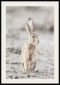 Närbild av hare med stora öron i ljusa, beige toner-2
