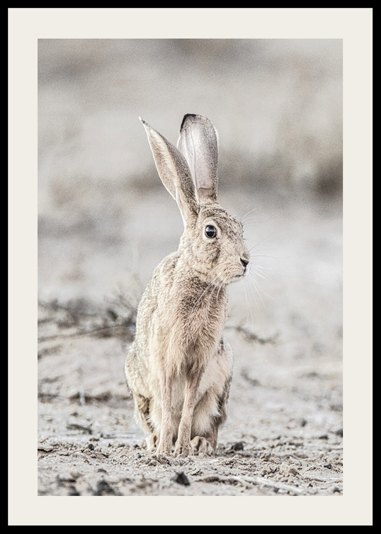 Närbild av hare med stora öron i ljusa, beige toner-12