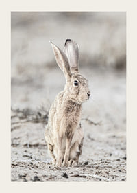 Närbild av hare med stora öron i ljusa, beige toner-3