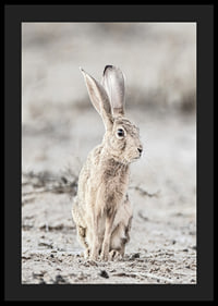 Närbild av hare med stora öron i ljusa, beige toner-4