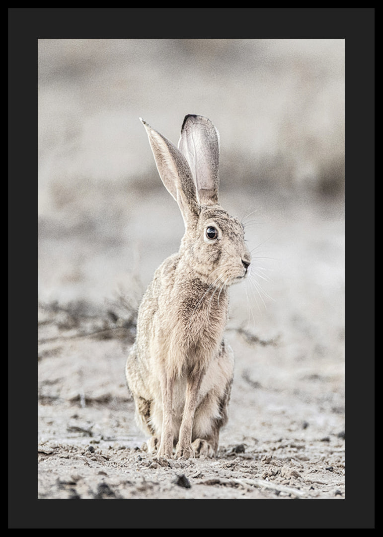 Närbild av hare med stora öron i ljusa, beige toner-12