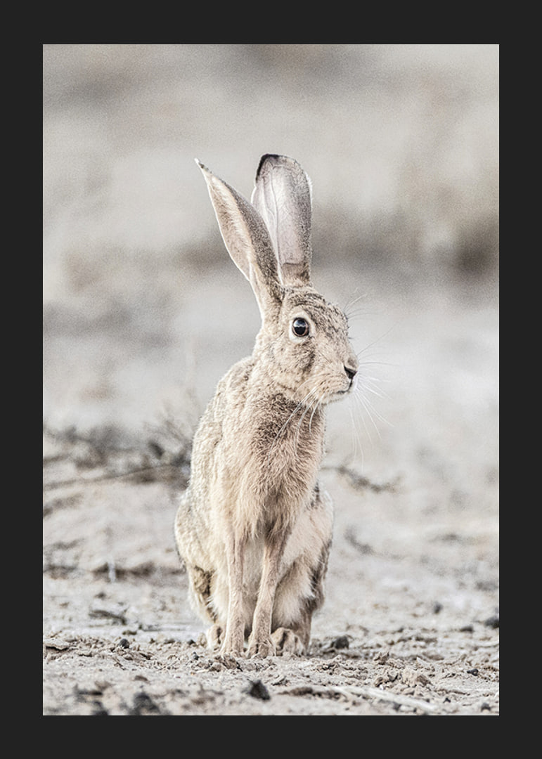 Närbild av hare med stora öron i ljusa, beige toner-12