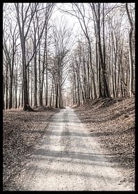 Gravel Road In Autumn Forest-2