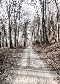 Gravel Road In Autumn Forest-3