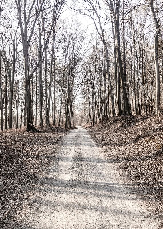 Gravel Road In Autumn Forest-12