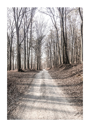 Plagát Gravel Road In Autumn Forest