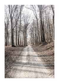 Gravel Road In Autumn Forest-1