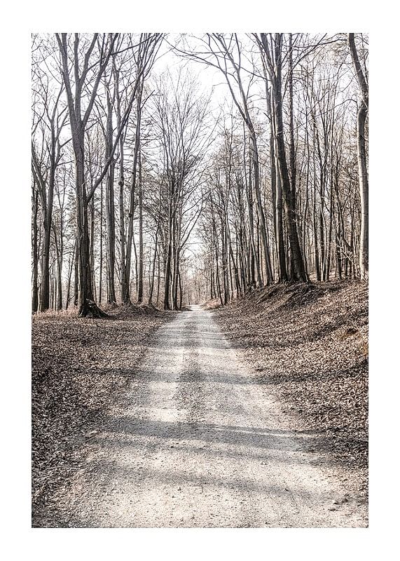 Poster Gravel Road In Autumn Forest