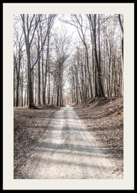 Fotografi av grusväg genom lövskog med nakna höstträd-2