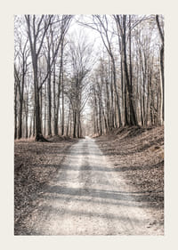 Fotografi av grusväg genom lövskog med nakna höstträd-3